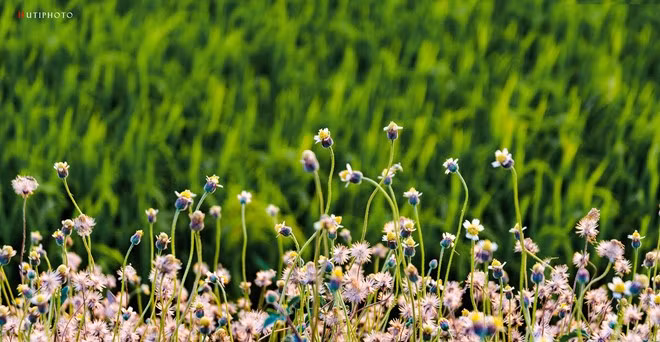 Khóm hoa dại mọc ven ruộng lúa ở Bà Rịa - Vũng Tàu. Màu tím phớt của hoa càng rực rỡ trên tông nền xanh lúa non.