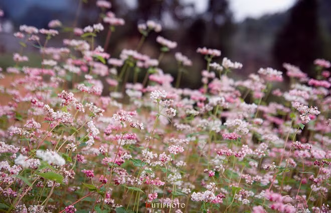 Sắc hồng tím của hoa tam giác mạch ở Đồng Văn, Hà Giang.