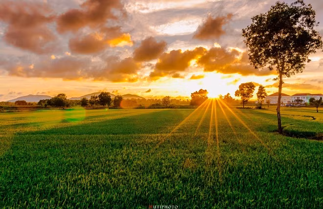 Ngoài biển, có một bình minh rất khác trên các ruộng lúa ở Bà Rịa - Vũng Tàu.