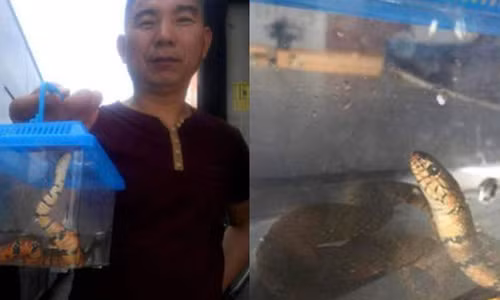 Kinh hoang nguoi dan ong nem...ran len xe bus vi khong duoc cho