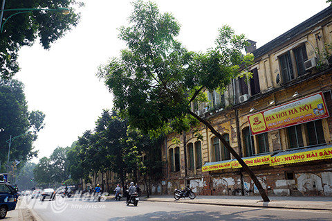 Cây xanh đang trong tình trạng đổ nghiêng đoạn qua số nhà 38 đường Yên Phụ.