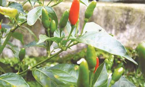 Công dụng chữa bệnh tuyệt vời của loại lá bị bỏ quên Cong dung chua benh tuyet voi cua loai la bi bo quen