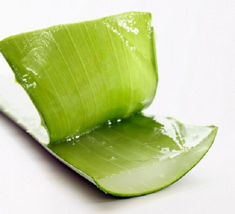 Trong sơ chế cần gọt bỏ phần vỏ xanh và gai hai bên lá, rửa kỹ với nước muối loãng nhiều lần để làm trôi sạch phần nhựa màu vàng, sau đó xắt hạt lựu hay thành từng miếng nhỏ vừa ăn, khuyến cáo không dùng quá 50-100g mỗi ngày và không nhiều hơn 2 ngày/tuần.