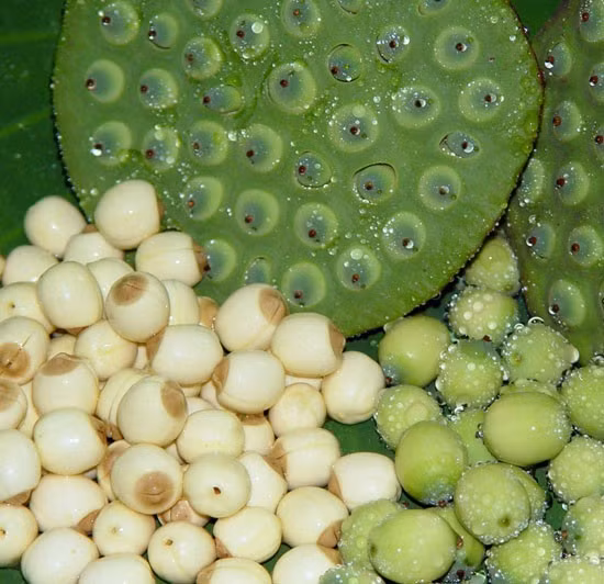 Hạt sen tươi. Hạt sen (liên nhục) vị ngọt, sáp (làm cho chặt lại, kín lại), tính bình (không nóng, không lạnh), có tác dụng chữa di tinh, mộng tinh, tiêu chảy, mất ngủ, chậm tiêu, đầy bụng, ăn kém, chữa khát do sốt cao, mất nước