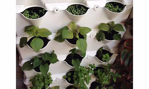 Cach trong rau sach trong nha hep