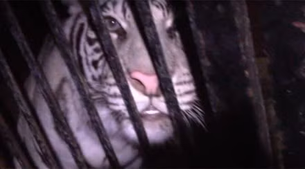 Xe tai cho 5 con ho quy bi bo lai tren cao toc