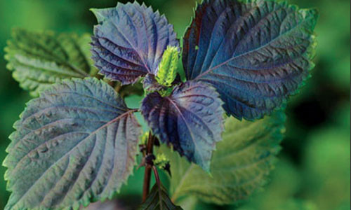 5 cach don gian de thai doc cho da mat