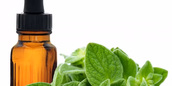 8. Tinh dầu Oregano (kinh giới dại). Nghiên cứu cho thấy tinh dầu oregano có hoạt tính kháng khuẩn rất mạnh chống lại vi khuẩn. Chúng có chứa dầu pinen, carvacrol, limonene, thymol, ocimene và caryophyllene có đặc tính kháng khuẩn mạnh, tăng cường tiêu hóa, chống co thắt, long đờm, các bệnh truyền nhiễm. Lá oregano còn được dùng để làm thuốc điều trị đau bụng kinh, huyết áp, kiểm soát nhịp tim, cúm, cảm lạnh, sốt nhẹ, đầy bụng, rối loạn tiêu hóa.