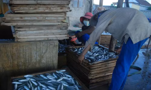 Phat hien chat cuc doc trong ca nuc dong lanh Quang Tri