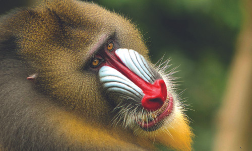 Nhung su that thu vi ve loai khi - linh vat Binh Than 2016