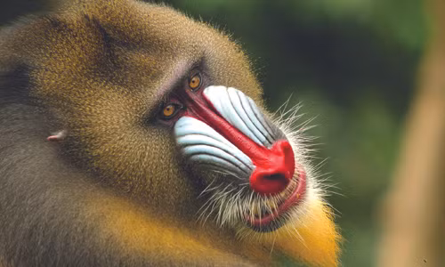 Nhung su that thu vi ve loai khi - linh vat Binh Than 2016