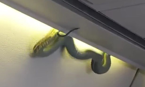 Het hon voi ran doc treo “lung lang” trong may bay