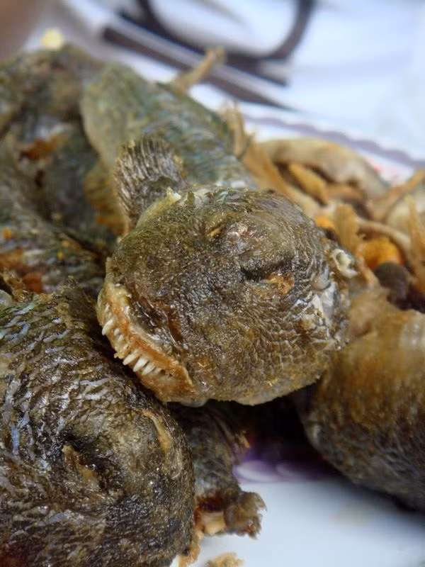 Cá thòi lòi có thể sống được trên cạn và dưới nước. Đây là món ăn bạn sẽ được mời khi về Bạc Liêu. Người dân tại đây thường chế biến cá thành nhiều món khác nhau. Phổ biến nhất là chiên giòn và kho nước dừa. Ảnh: Nguyễn Thanh Hiền.