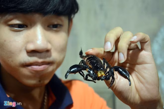 Bò cạp chiên giòn, xào xả ớt, nướng mọi, chiên bơ... đều thơm béo, ngon miệng với những ai dám đưa vào miệng. Ảnh: Lê Quân.