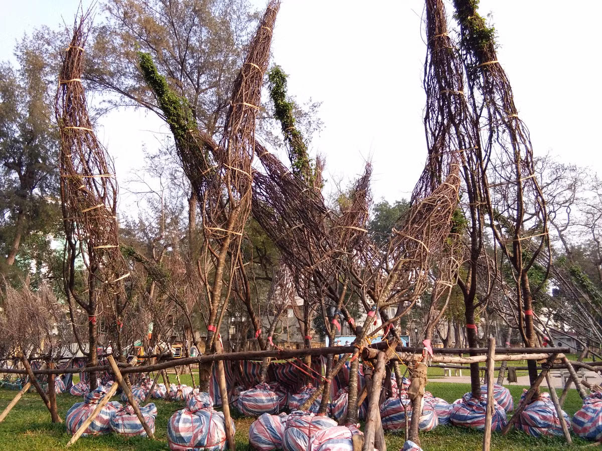 Số cây được rào chắn bảo vệ bầu cây được bịt kín mít, mỗi cây cao khoảng 7 đến 8 mét.