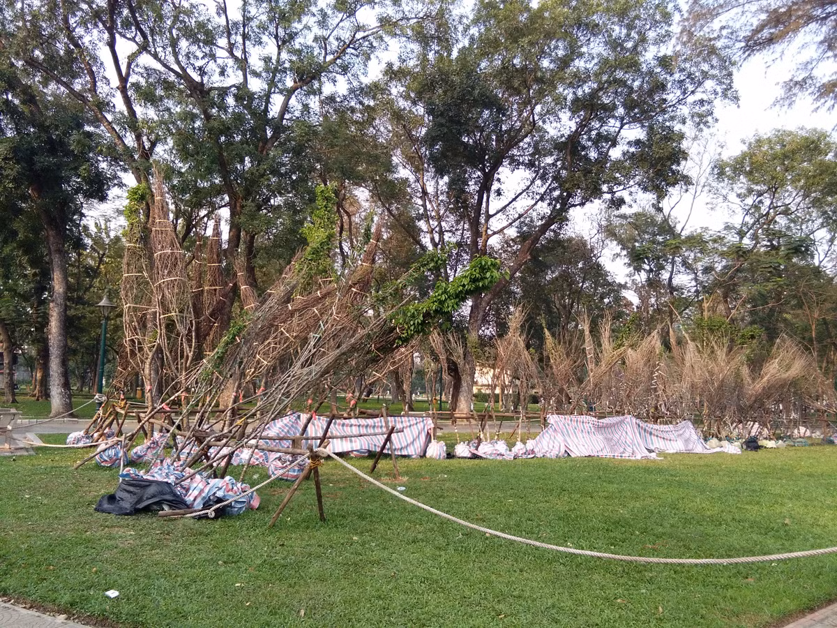 Nhìn từ đằng xa có những cây hoa anh đào đang chết dần trắng xóa.