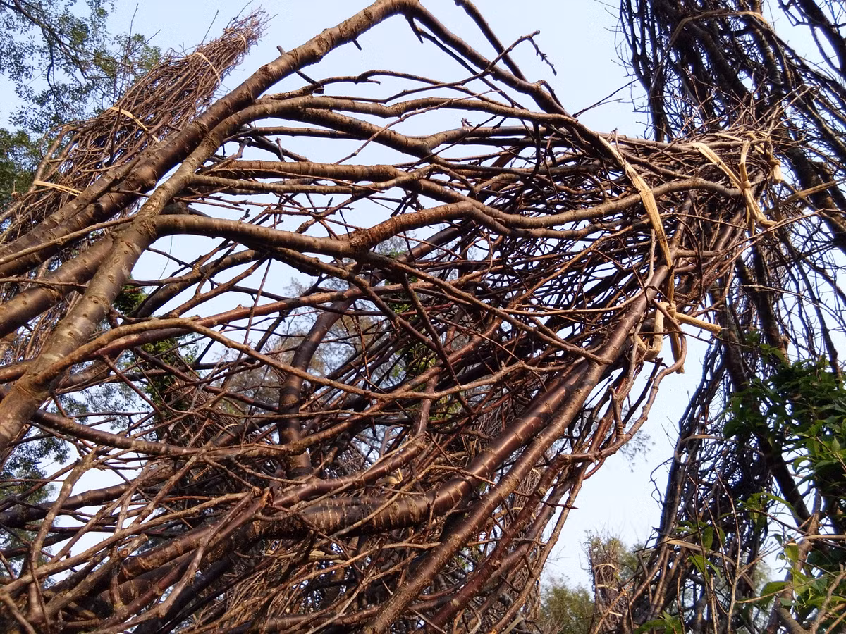 Có những cây anh đào đang có hiện tượng héo cành.