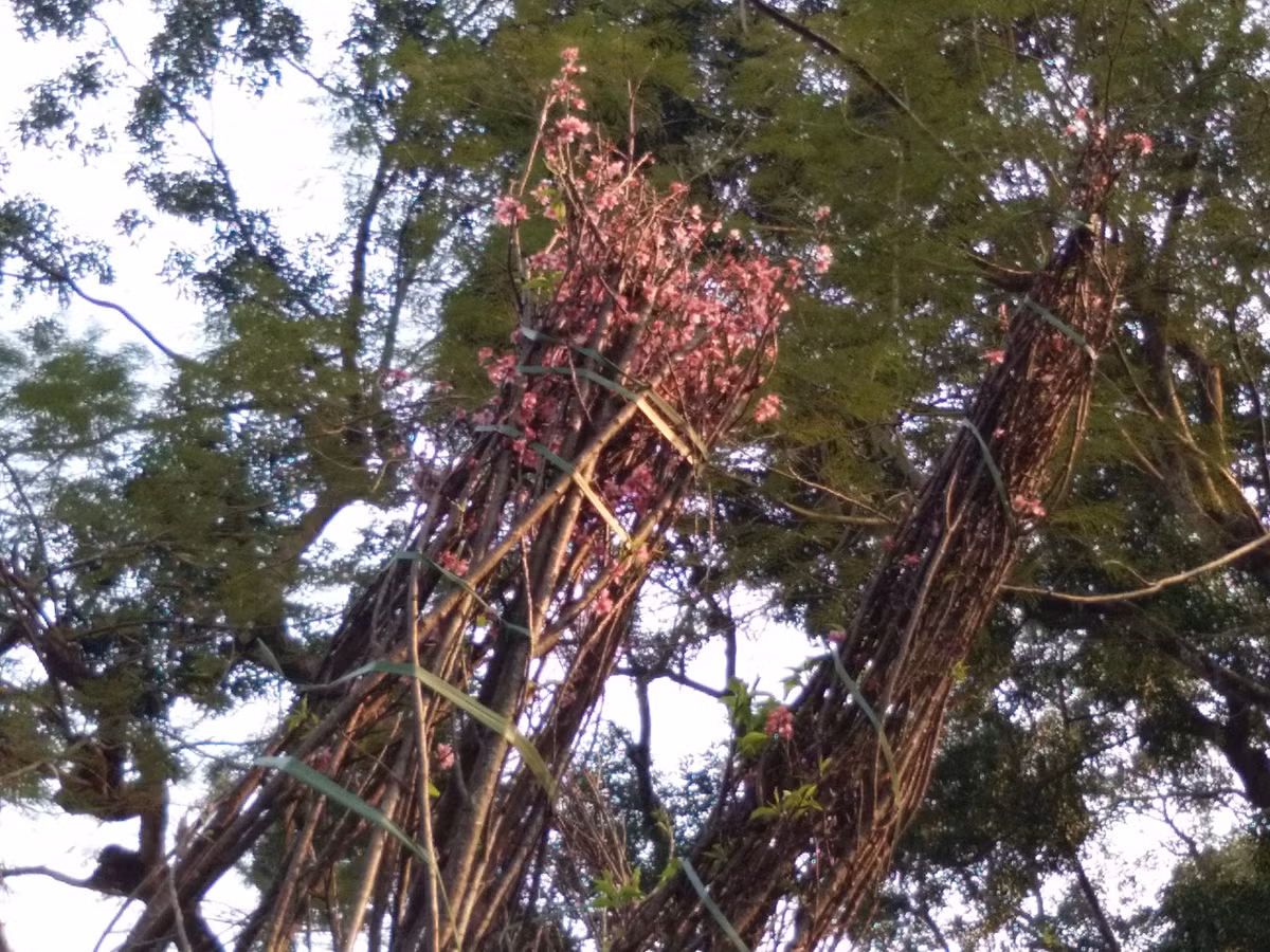 Một số ít cây do thời tiết thuận lợi đã gồng mình nở hoa.