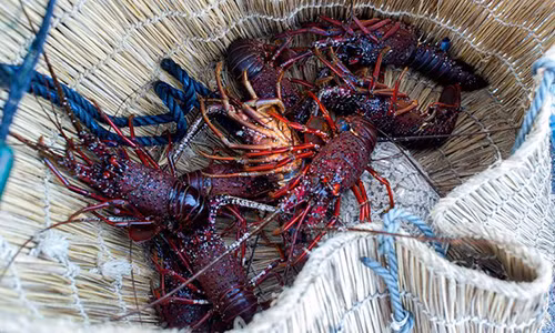 Cong ty dau tien the gioi bi ket toi nguoc dai tom hum