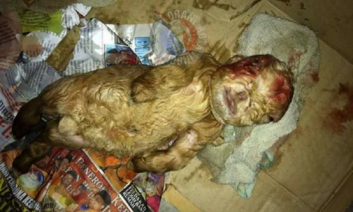 Hình ảnh con dê có mặt giống người.