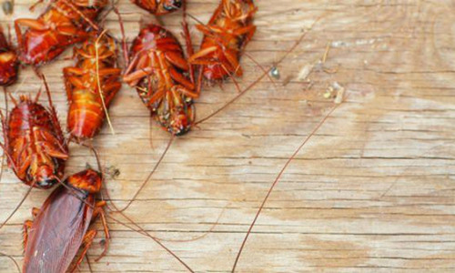 Gián là nỗi ám ảnh của nhiều chị em khi dọn dẹp nhà cửa. Không chỉ bẩn và có hình thù đáng sợ, gián còn là loài côn trùng có sức sống rất kiên cường, khi bị đập hay phun thuốc, gián chỉ bị hôn mê, mười mấy tiếng sau lại có thể sống lại.