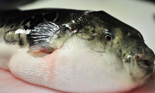 Khung khiep rua ruot 8 lan vi an sup ca noc