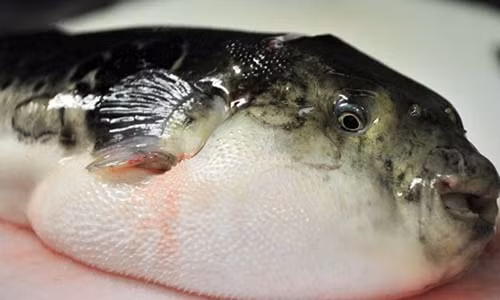 Khung khiep rua ruot 8 lan vi an sup ca noc