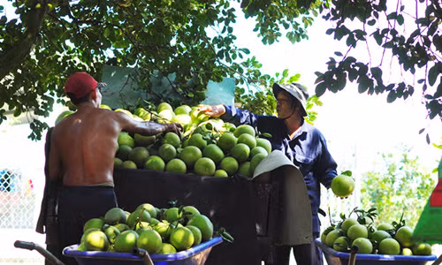 Buoi Tan Trieu mat mua khan hiem hang ban tet