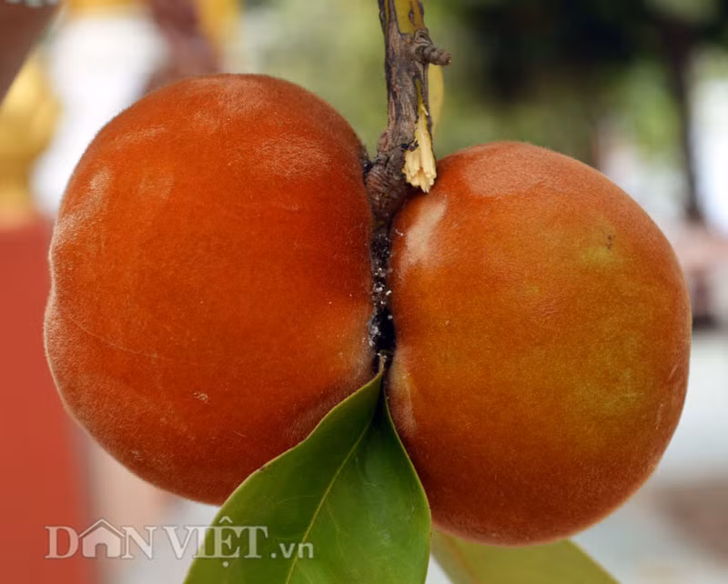 Tại Việt Nam, cây hồng nhung ít được biết đến và nơi có số lượng cây hồng nhung lớn là tại chùa Bốn Mặt (xã Phú Tân, huyện Châu Thành, tỉnh Sóc Trăng) với hơn 100 cây và có tên gọi tại địa phương là đào hồng nhung.