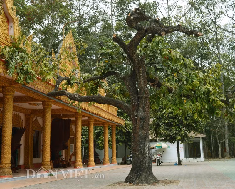 1 trong 2 cây hồng nhung tại chùa Bốn Mặt với tuổi thọ hơn 100 năm.