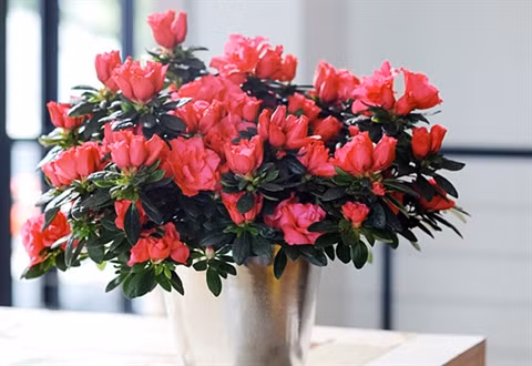 Hoa đỗ quyên Hoa đỗ quyên là loài hoa rất dễ trồng, um tùm hoa lá và có gai. Vào mỗi dịp Tết, hoa đỗ quyên rất được nhiều người ưa thích trưng bày trong nhà. Đỗ quyên không chỉ có tác dụng hóa giải khí xấu nơi ban công mà còn có tác dụng mang đến nhiều vận may cho gia chủ.