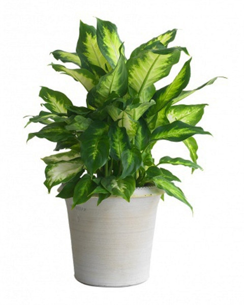 Cây vạn niên thanh mang ý nghĩa đoàn tụ, sung túc Vạn niên thanh sống lâu năm mà vẫn xanh tốt, mùa đông lá không héo úa nên được coi là loài cây cát tường, được trồng rộng rãi. Dùng vạn niên thanh trong ngày lễ tết là ngụ ý sung túc tốt đẹp. Còn trong hôn nhân, đó là cầu chúc như ý và trong lễ mừng thọ là để chúc sống lâu. Tuy nhiên, không nên trồng vạn niên thanh trong nhà, đặc biệt là phòng ngủ vì cây có chất độc, khi vô tình bị nhựa cây dính vào mắt, da sẽ gây bỏng rát, nhất là trẻ nhỏ.