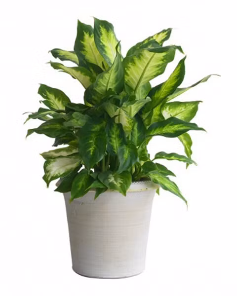 Cây vạn niên thanh mang ý nghĩa đoàn tụ, sung túc Vạn niên thanh sống lâu năm mà vẫn xanh tốt, mùa đông lá không héo úa nên được coi là loài cây cát tường, được trồng rộng rãi. Dùng vạn niên thanh trong ngày lễ tết là ngụ ý sung túc tốt đẹp. Còn trong hôn nhân, đó là cầu chúc như ý và trong lễ mừng thọ là để chúc sống lâu. Tuy nhiên, không nên trồng vạn niên thanh trong nhà, đặc biệt là phòng ngủ vì cây có chất độc, khi vô tình bị nhựa cây dính vào mắt, da sẽ gây bỏng rát, nhất là trẻ nhỏ.