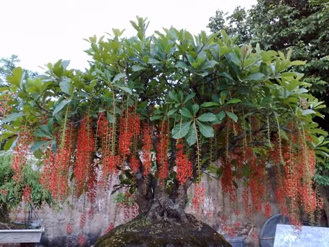 Cây lộc vừng mang may mắn về tài lộc Theo phong thủy, cây lộc vừng là cây mang lại may mắn về tài lộc. Màu đỏ của hoa lộc vừng tượng trưng cho hỷ sự. Vì thế, trồng cây lộc vừng trong khuôn viên nhà, đặc biệt khi cây nở hoa đỏ rực sẽ mang lại nhiều tài lộc, may mắn và niềm vui cho gia chủ. Cây tài lộc mang lại cảm giác bình yên, an toàn cho sự phát triển kinh tế. Để mang lại tài lộc may mắn, bạn nên trồng cây tài lộc trước sân nhà, và trồng ở vị trí thoáng đãng để cây có nhiều điều kiện phát triển tốt nhất.