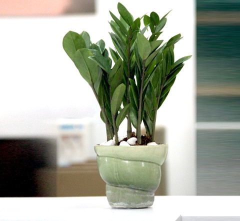 Cây kim tiền mang phú quý cho gia chủ Được coi là loại cây “phú quý”, có tác dụng chiêu tài nên kim tiền rất thích hợp làm quà tặng trong những dịp mừng lễ, tết, thăng chức, khai trương. Nếu cột lên cây vài sợi chỉ đỏ hoặc vài đồng tiền vàng (tượng trưng) thì sẽ trở thành cây phát tài, có ý nghĩa về mặt phong thủy và rất đẹp mắt. Nên bày cây ở hướng Đông, Đông Bắc trong nhà ở, phòng hội họp, văn phòng, nhà hàng, khách sạn.