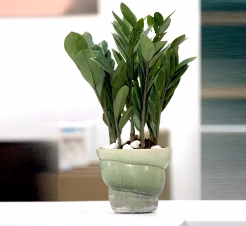 Cây kim tiền mang phú quý cho gia chủ Được coi là loại cây “phú quý”, có tác dụng chiêu tài nên kim tiền rất thích hợp làm quà tặng trong những dịp mừng lễ, tết, thăng chức, khai trương. Nếu cột lên cây vài sợi chỉ đỏ hoặc vài đồng tiền vàng (tượng trưng) thì sẽ trở thành cây phát tài, có ý nghĩa về mặt phong thủy và rất đẹp mắt. Nên bày cây ở hướng Đông, Đông Bắc trong nhà ở, phòng hội họp, văn phòng, nhà hàng, khách sạn.