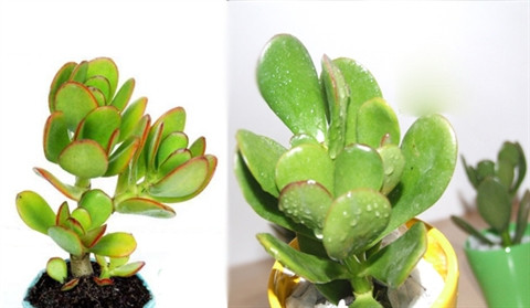 Cây ngọc bích mang may mắn và sức khỏe Trong phong thủy, cây ngọc bích mang lại nhiều may mắn và sức khỏe cho gia chủ nếu được đặt ở vị trí thích hợp. Đây là loại cây không ưa nước, vì thế bạn nên trồng ở những nơi thoáng mát, có đủ ánh sáng và nhiệt độ thấp trong nhà. Như thế, cây có điều kiện sinh trưởng và phát triển tốt nhất.