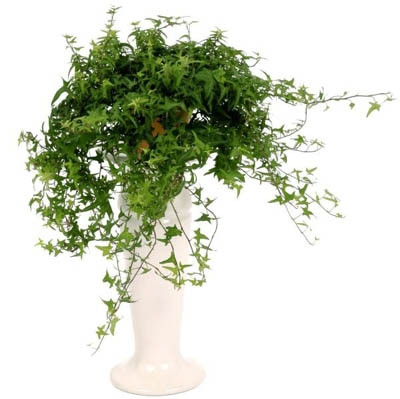 Cây thường xuân Là loại cây xanh tốt quanh năm, thường xuân có sức sống rất mãnh liệt, ngay cả trong mùa đông giá rét. Vì vậy, nó được xem là loại cây rất tốt theo phong thủy, là món quà thích hợp cho những dịp như lễ tết, thi cử, mừng thọ, mừng thăng chức, khai trương. Ngay cả trong tình yêu, đây cũng là quà tặng đầy ý nghĩa. Theo quan niệm dân gian, một công dụng khác của cây thường xuân là khả năng trừ tà. Chính vì thế, nó cũng là loài cây mang lại bình an, may mắn cho gia chủ.