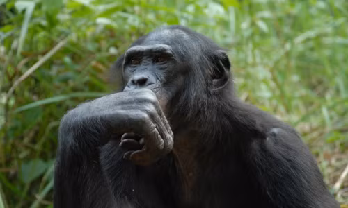 Lạ lùng tinh tinh lùn cũng bị cận thị và viễn thị như người La lung tinh tinh lun cung bi can thi va vien thi nhu nguoi