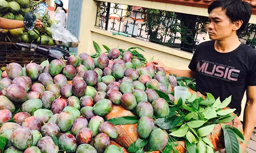 Xoai la tim bam khien dan Ha thanh to mo muon thu