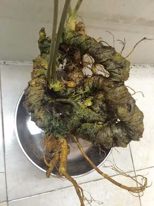 Ky la cu tam that co dai 1 met Ngan USD khong ban, de ngam choi-Hinh-2