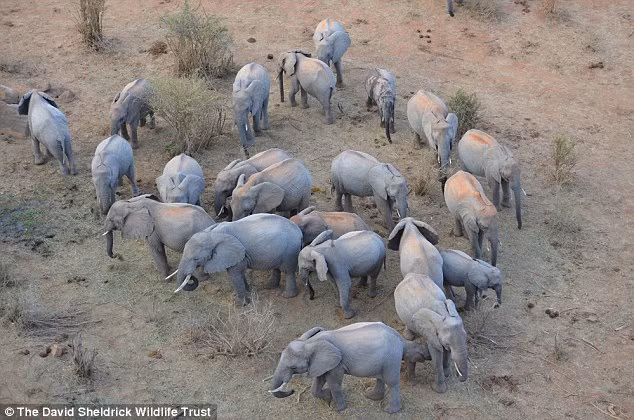 Theo đánh giá trong vòng 10 năm tới, 50% voi châu Phi có thể biến mất do săn trộm. Ngà voi là một sản phẩm được bọn tội phạm để mắt vì giá trị kinh tế rất lớn.