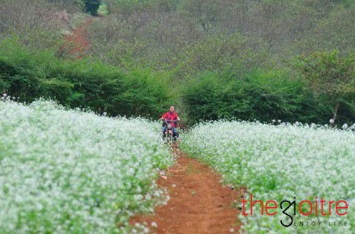 Từ trung tâm thành phố Thanh Hóa đi ngược ra phía bắc qua cầu Tào rẽ trái, đi dọc bờ đê xã Hoằng Lý khoảng 1km sẽ nhìn thấy xa xa tại vùng bãi bồi xóm 3, Hoằng Hóa, Thanh Hóa những vườn hoa cải bạt ngàn hoa trắng xen vàng.