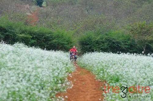 Từ trung tâm thành phố Thanh Hóa đi ngược ra phía bắc qua cầu Tào rẽ trái, đi dọc bờ đê xã Hoằng Lý khoảng 1km sẽ nhìn thấy xa xa tại vùng bãi bồi xóm 3, Hoằng Hóa, Thanh Hóa những vườn hoa cải bạt ngàn hoa trắng xen vàng.