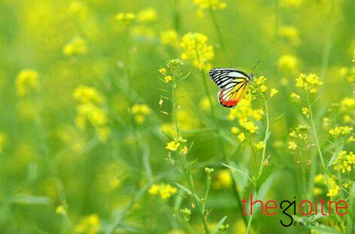 Để có một vườn cải vàng rộm đẹp mắt rộng khoảng 3 sào, người nông dân phải đầu tư 20kg hạt giống, tương đương 6 triệu đồng. Vào những ngày cuối tuần, 1 vườn hoa cải có thể thu hút được hàng trăm lượt khách. Việc chuyển hướng kinh doanh đón khách vào chơi, chụp ảnh giúp người nông dân thì có thêm một khoản thu nhập.