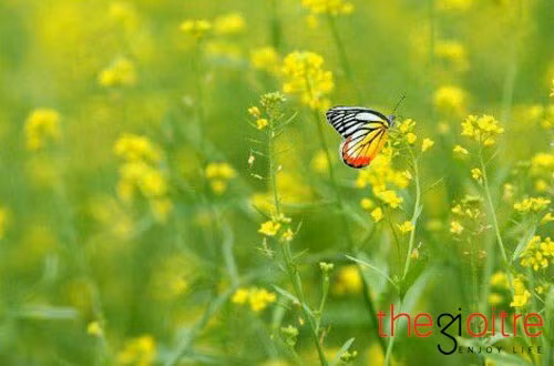 Để có một vườn cải vàng rộm đẹp mắt rộng khoảng 3 sào, người nông dân phải đầu tư 20kg hạt giống, tương đương 6 triệu đồng. Vào những ngày cuối tuần, 1 vườn hoa cải có thể thu hút được hàng trăm lượt khách. Việc chuyển hướng kinh doanh đón khách vào chơi, chụp ảnh giúp người nông dân thì có thêm một khoản thu nhập.