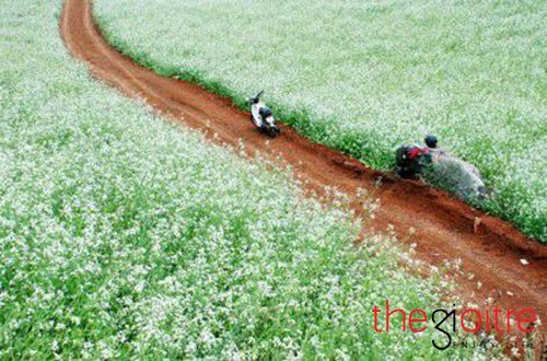 Thời điểm đẹp nhất là buổi sáng khi sương đang còn đọng trên hoa lúc đó hoa cải thật sự tình khôi hoặc vào buổi chiều khi ánh nắng xen lẫn với màu vàng của hoa cải tạo nên một bức tranh mê hồn.