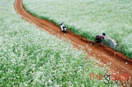 Thời điểm đẹp nhất là buổi sáng khi sương đang còn đọng trên hoa lúc đó hoa cải thật sự tình khôi hoặc vào buổi chiều khi ánh nắng xen lẫn với màu vàng của hoa cải tạo nên một bức tranh mê hồn.