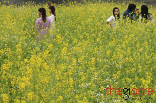 Trồng cải khoảng 90 đến 100 ngày thì hoa sẽ nở. Mới đầu, người dân ở đây chỉ trồng cải để bán và lấy rau ăn. Nhưng vì nhiều người đi đường và khách vãng lai tìm đến và dừng lại chụp ảnh mà, người dân địa phương nghĩ tới việc trồng cải để kinh doanh cho thuê chụp ảnh cưới và lưu niệm.