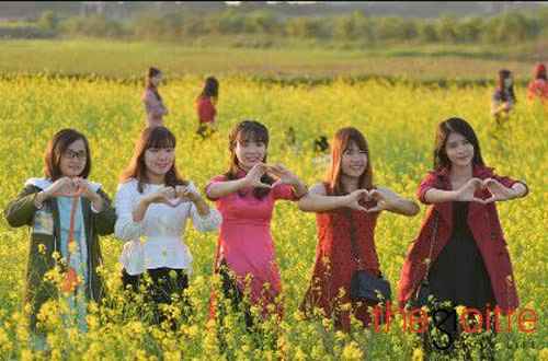 Mùa hoa cải kéo dài từ tháng 10 đến hết tết âm lịch.